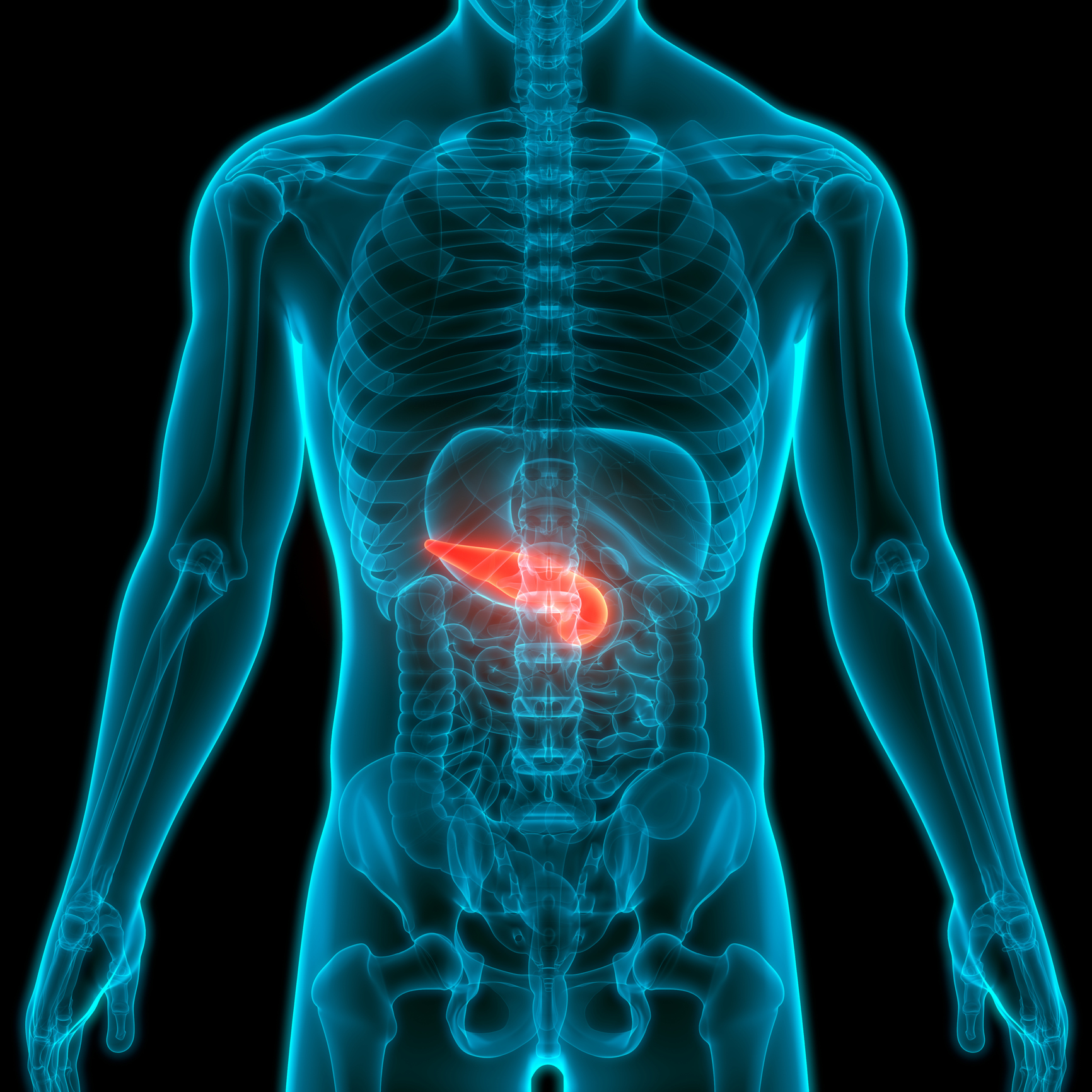 Human Internal Organ Pancreas Anatomy 3D Illustration Concept of Human Internal Organ Pancreas Anatomy